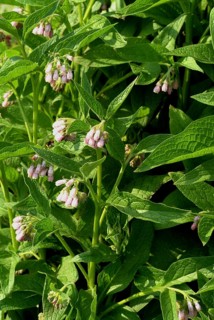 Medicinal plant common comfrey