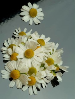 Medicinal plant Chamomile