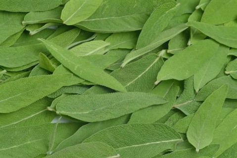 Common sage