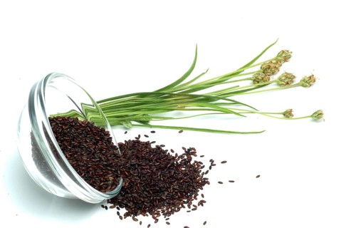 Plant species from the plantain genus