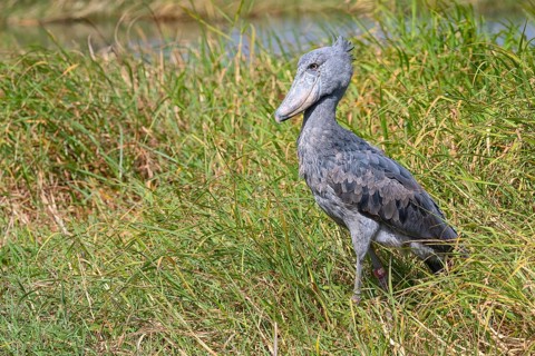 Shoebill