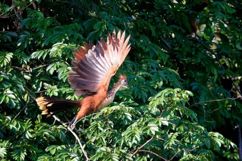Hoatzin
