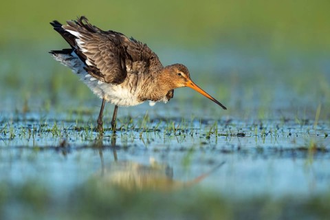 Black-tailed Godwit