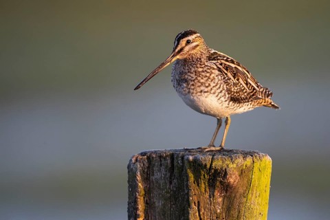 Common Snipe