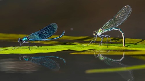 Banded demoiselle