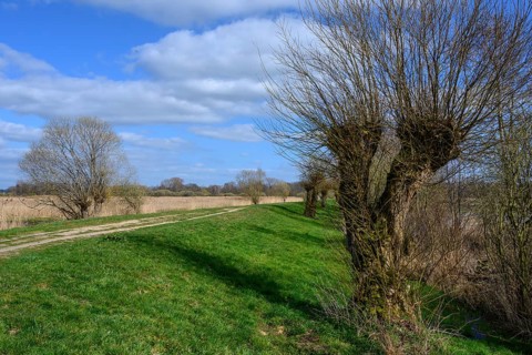 Pollarded willows on the shore of Lake Duemmer