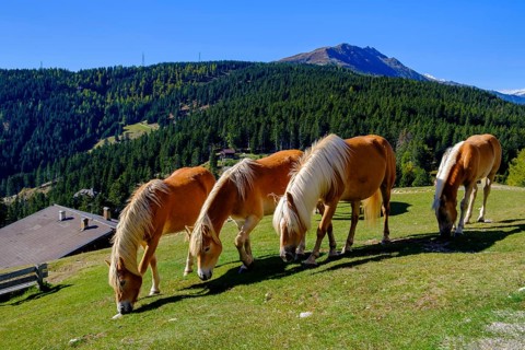 Haflinger