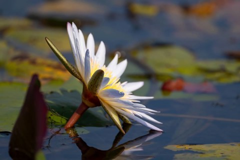 Water lily