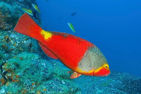 Female mediterranean parrotfish
