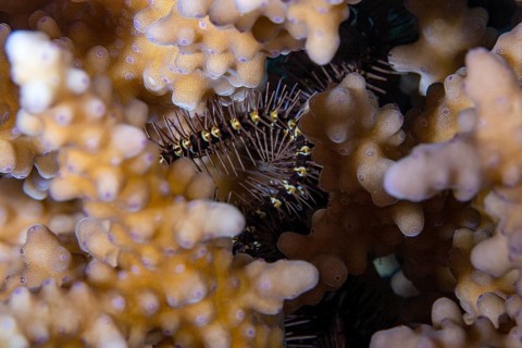 Brittle star in stone coral