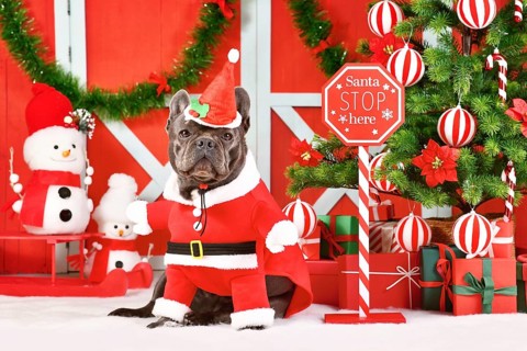 Funny French Bulldog wearing Santa Claus dog costume next to seasonal decorations with Christmas tree