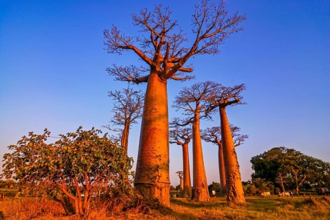 Avenue de Baobabs at sunset near Morondavia