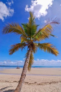 Single palm tree on the beach of Andilana