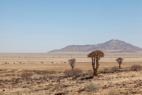 Desert-like landscape with quiver tree