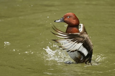 White-eye pochard