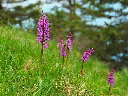 Early purple orchid