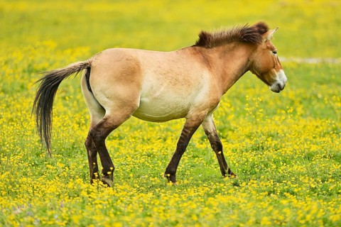 Przewalski's horse