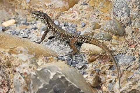 Iberian rock lizard