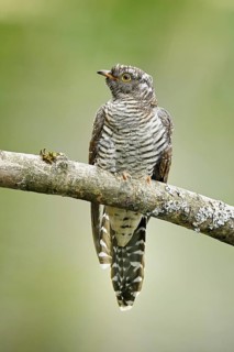Common cuckoo