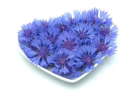 Cornflower