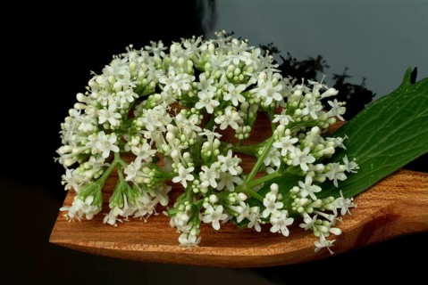 Valerian