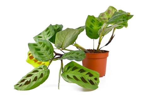 Side view of exotic Maranta Leuconeura Kerchoveana houseplant in flower pot isolated on white background