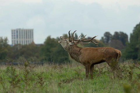Red deer