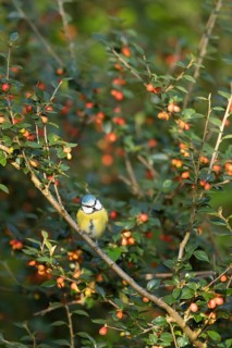 Blue tit
