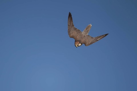 Lanner falcon