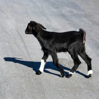Newborn goatling with umbilical cord