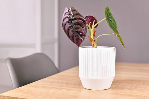 Exotic 'Alocasia Azlanii' houseplant with unusual metallic purple shaded color