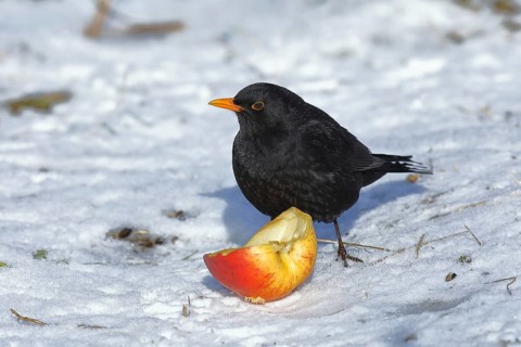 European blackbird