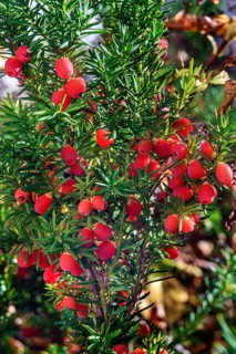 Red berries