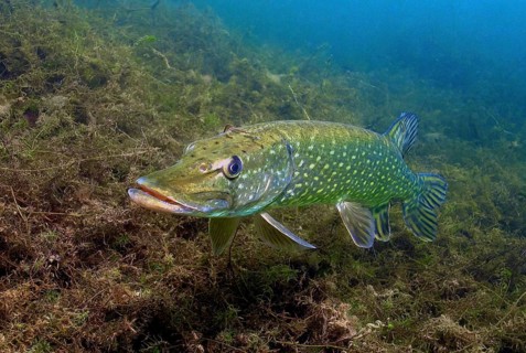 Adult pike