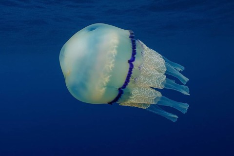 Barrel jellyfish