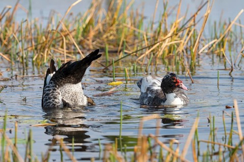 Warty duck