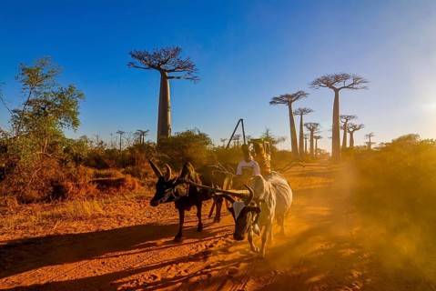 Ox cart at the Avenue de Baobabs near Morondavia
