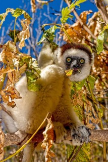 Coquerel-Sifaka