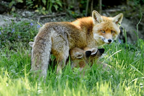 Two red fox