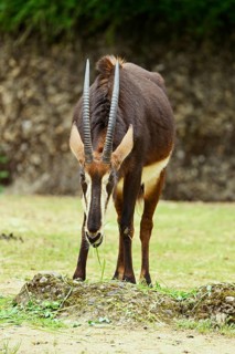 Sable antilope
