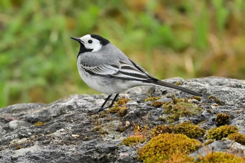 White wagtail