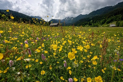 Flower meadow with mountain huts