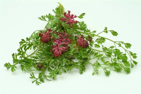 Medicinal plant Common fumitory
