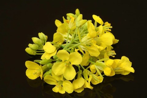 Black mustard