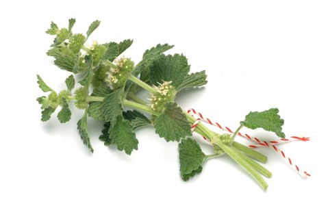 White horehound