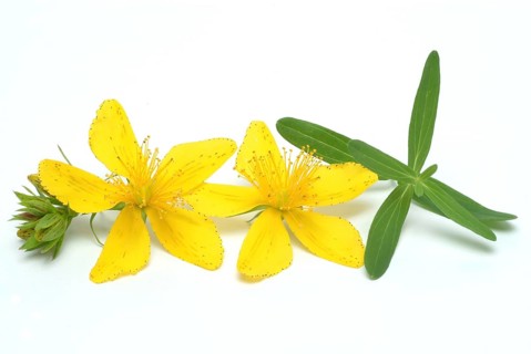 Medicinal plant St. John's wort