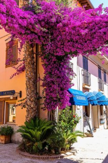 Pedestrian zone of Azzurro with purple bougainvillea