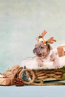 French Bulldog dog puppy in Christmas sleigh carriage surrounded