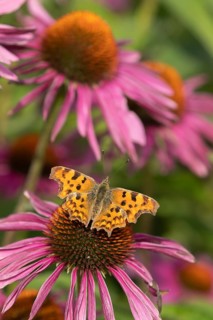 Comma