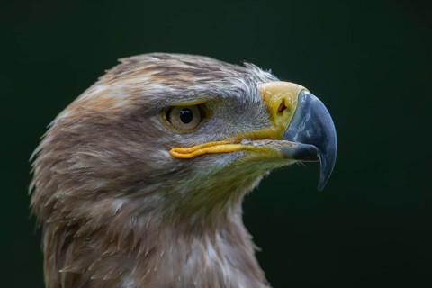 Steppe eagle